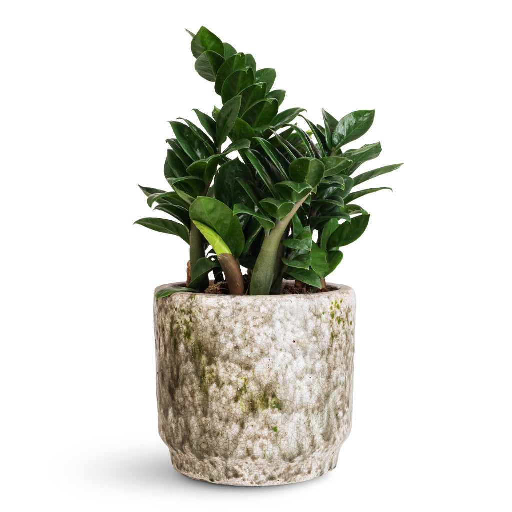 Zamioculcas zamiifolia Zenzi - 14x45cm In Julian Pot Moss - 18x15cm