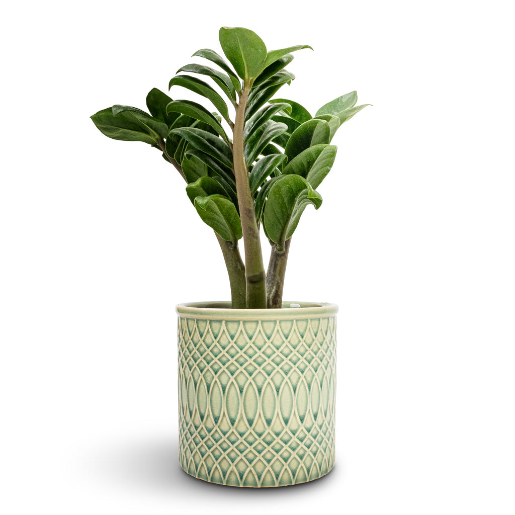 Zamioculcas zamiifolia Zenzi - Zenzi ZZ Plant & Morocco Plant Pot - Jade Green Celadon