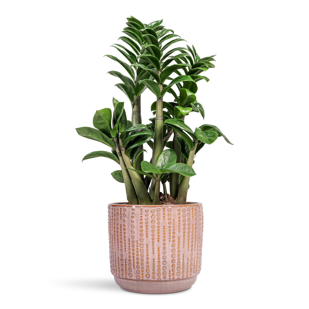 Zamioculcas zamiifolia Zenzi Zenzi ZZ Plant - 14x45cm In Cille Plant Pot Vintage Pink - 17x15cm