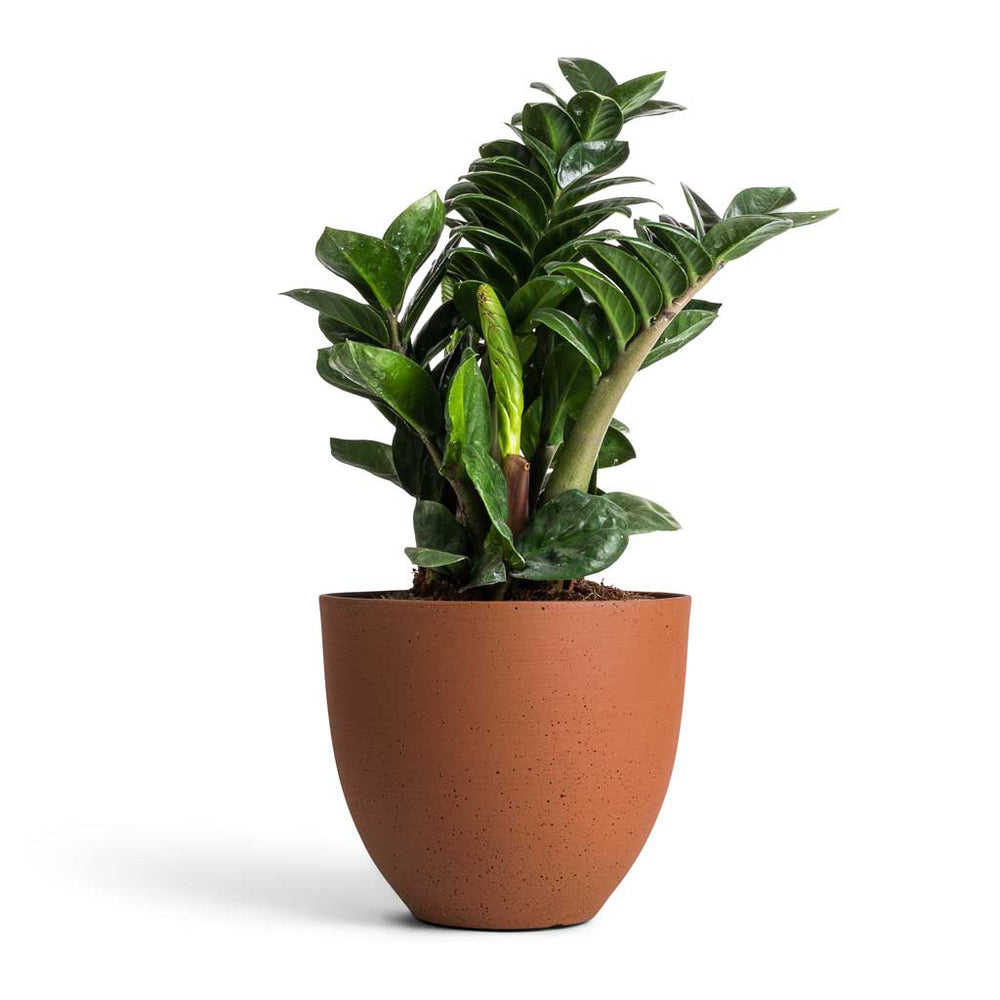 Coral Refined Planter - Canyon Orange - Quality Planters | Hortology ...