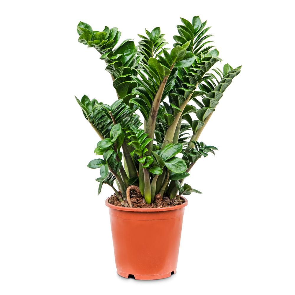 Zamioculcas zamiifolia Zenzi - ZZ Plant - Indoor Plants | Hortology ...