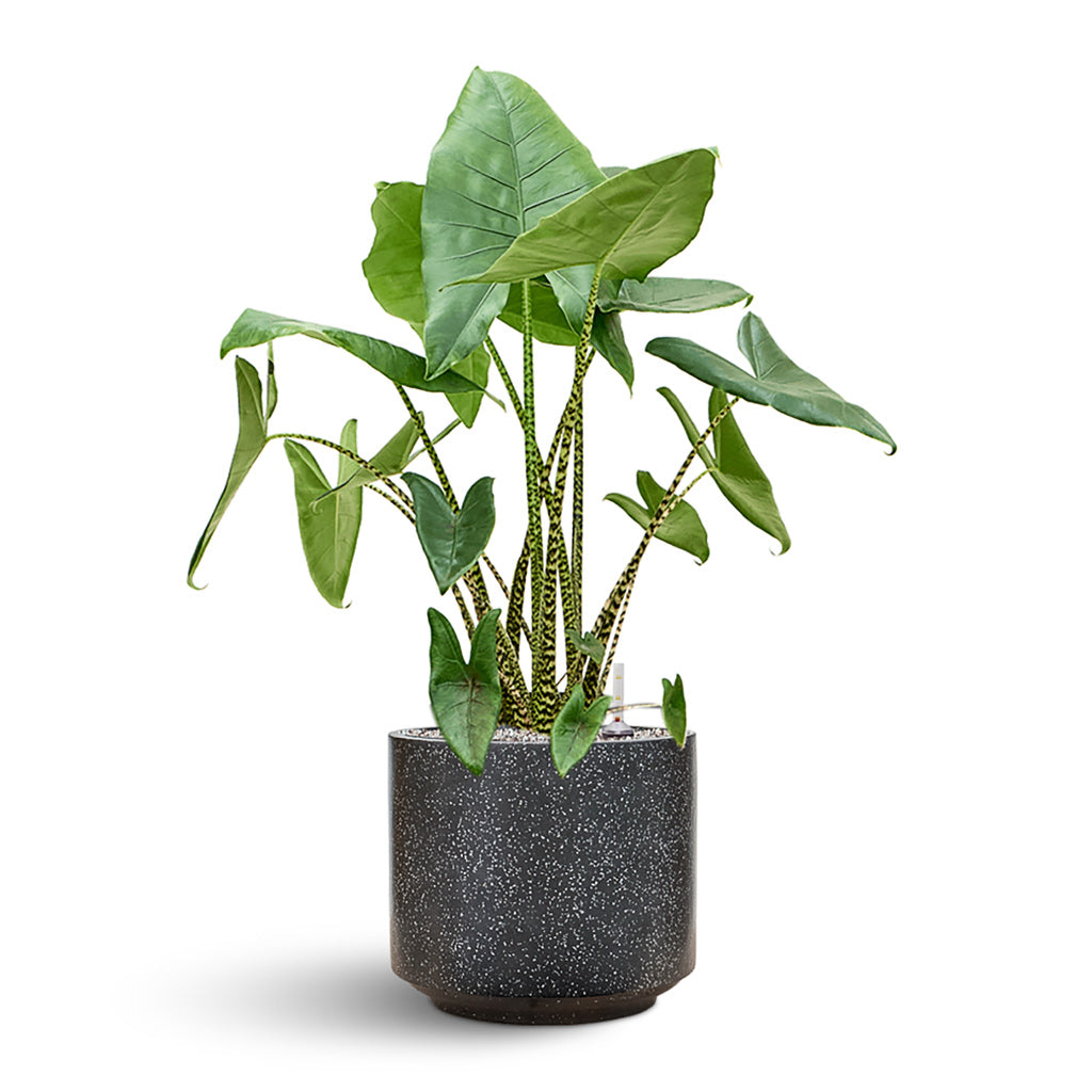 Terrazzo Cylinder Planter - Black & Alocasia