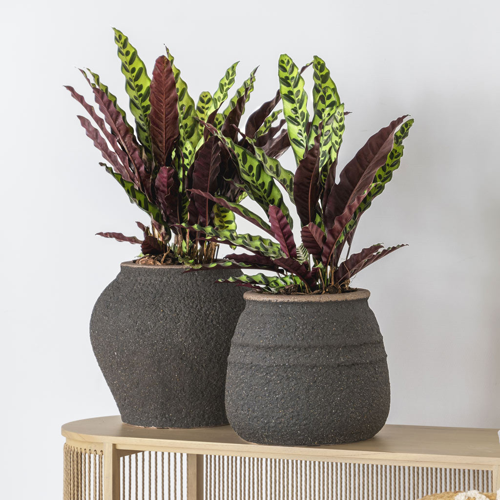 Zeus Hestia Mediterranean - Umber Brown