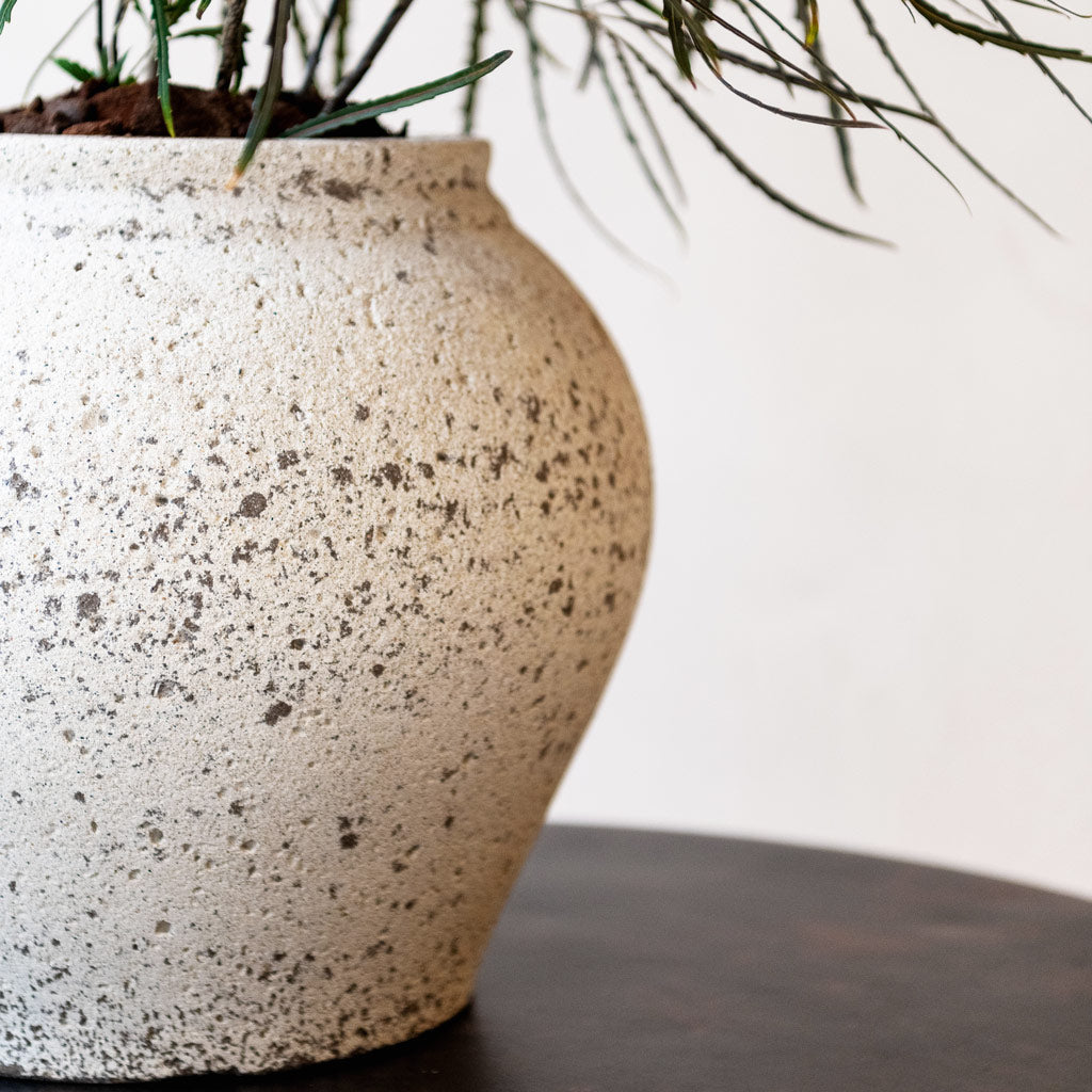 Zeus Mediterranean Planter - Chalk White  & Houseplant