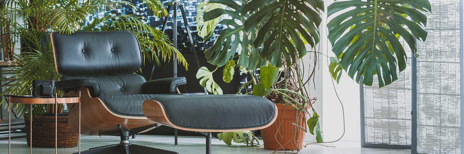 Hortology The UK's Favourite Plant Shop. Quality Houseplants, Indoor Plant Pots & Planters