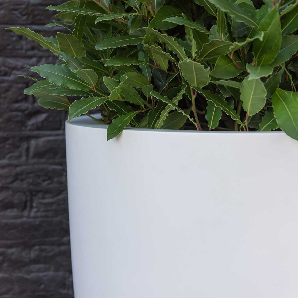 Ben Essentials Planter - Matt White Bay tree close up left