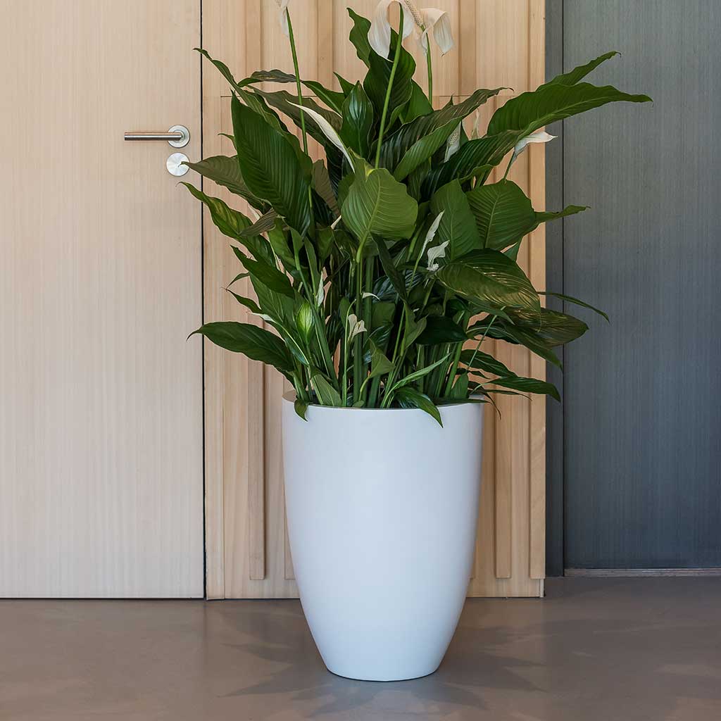 Ben Essentials Planter - Matt White & Large Peace Lily