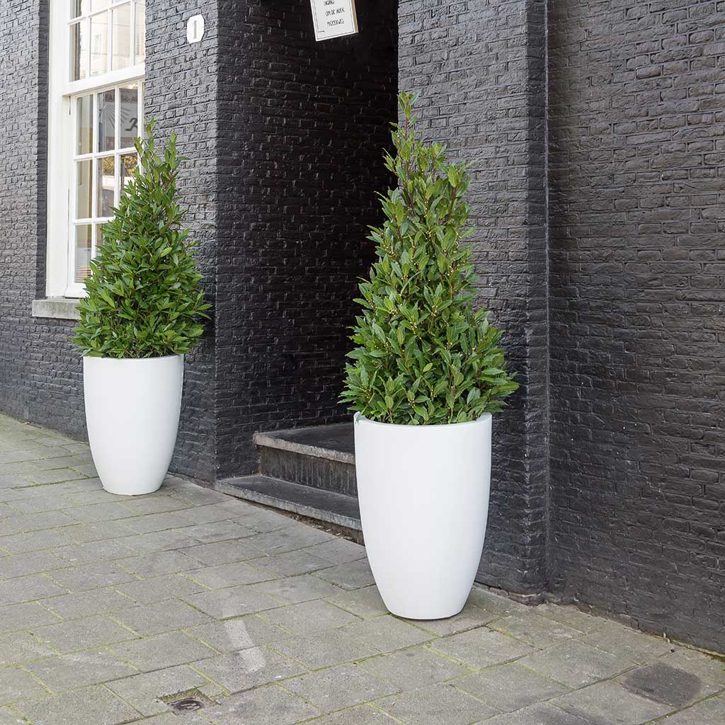 Ben Essentials Planters - Matt White - With Bay Trees Outside Doorway