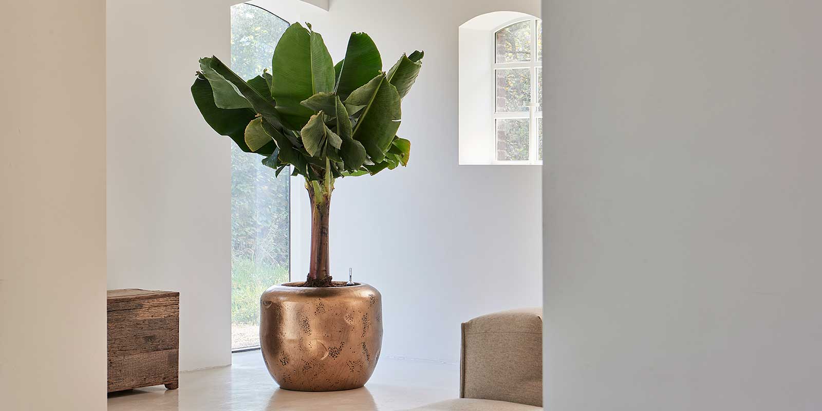 Bespoke Business Plants & Planters From Hortology