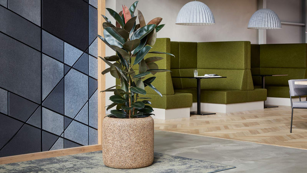 Biophilic Design Office Plants