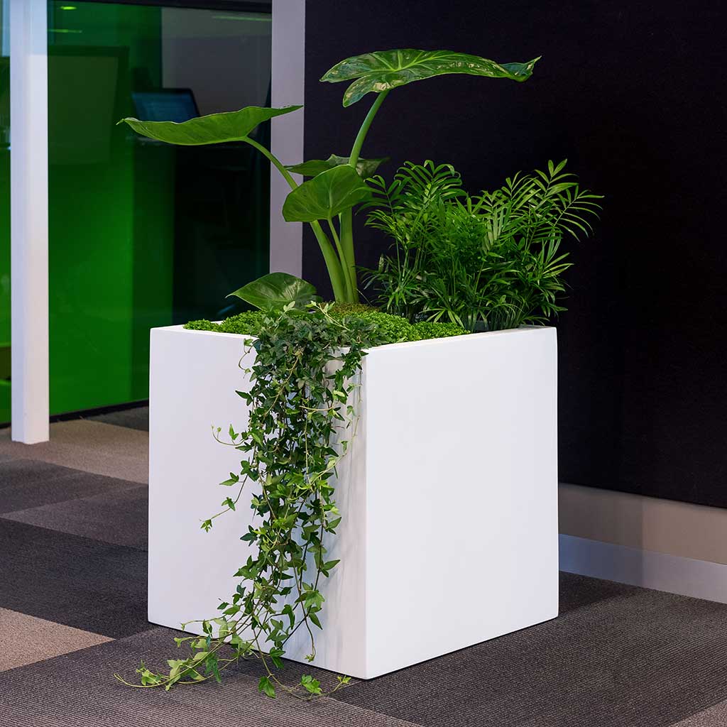 Block Planter Essential Matte White Indoor Plants