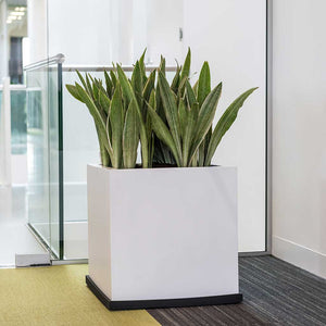 Block Planter Essential Matte White Office Reception
