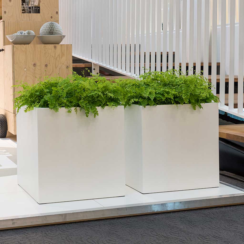 Block Planters Essential Matte White Indoor Ferns