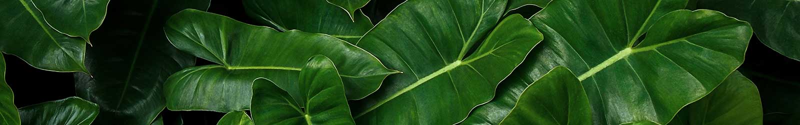 Contact Hortology | The Online Houseplant, Plant Pot & Planter Experts