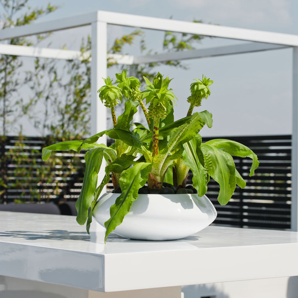 Tara Essentials Bowl Planter - Matt White