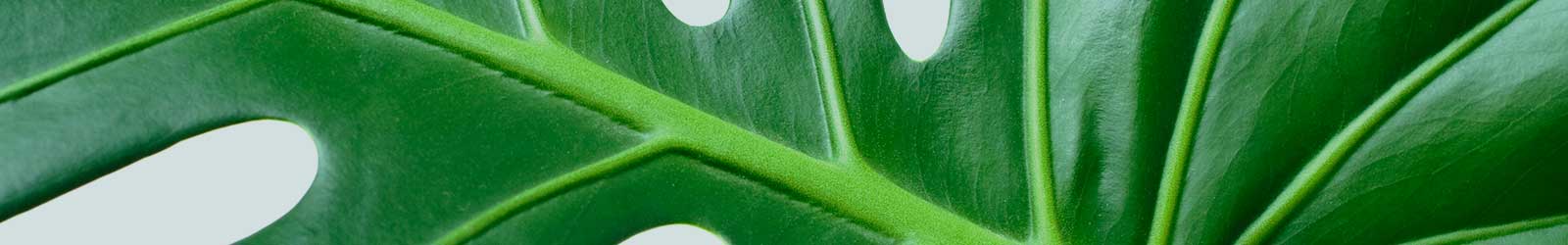 Quality Houseplants, Indoor Plant Pots & Planters