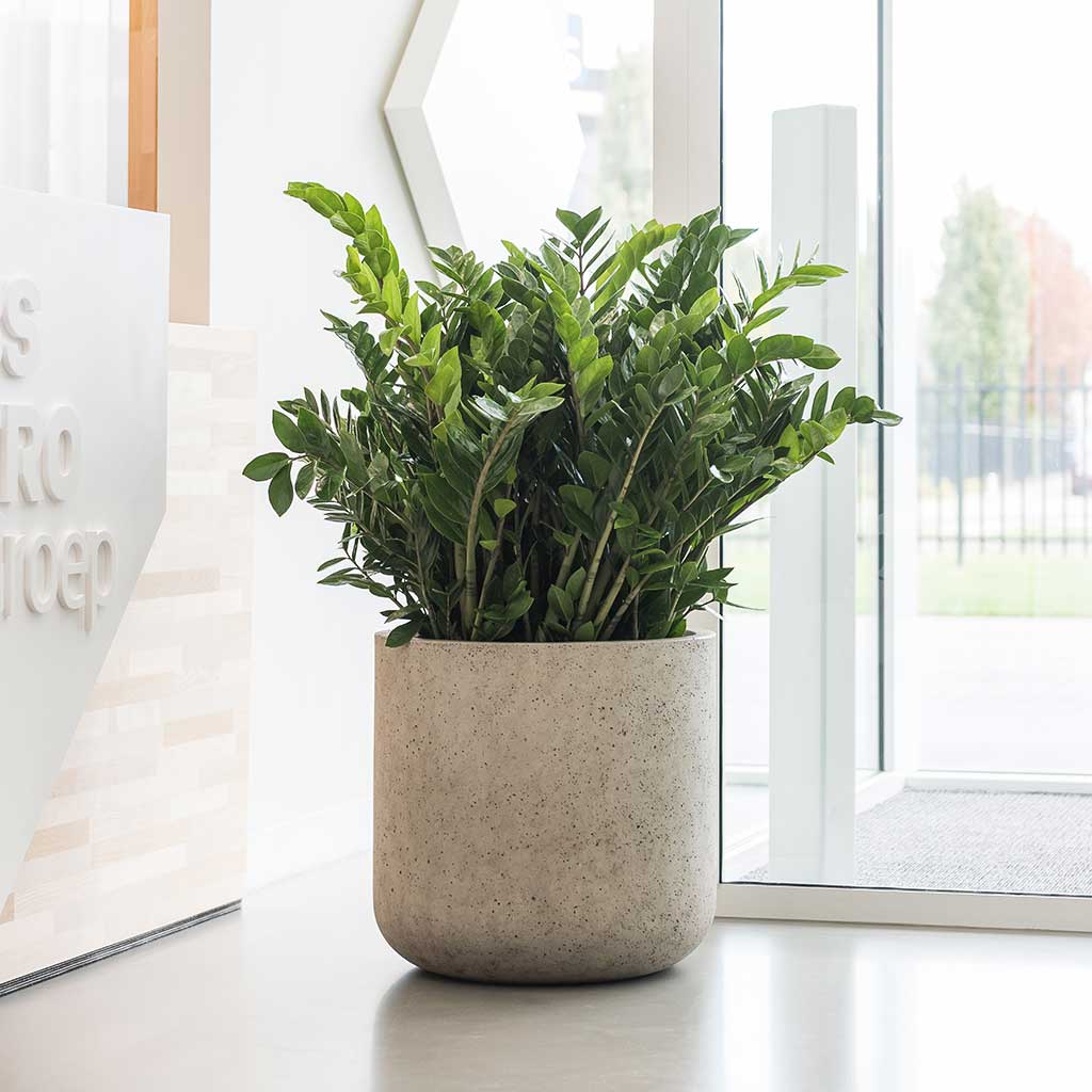 Jumbo Urban Cement Stone Planters