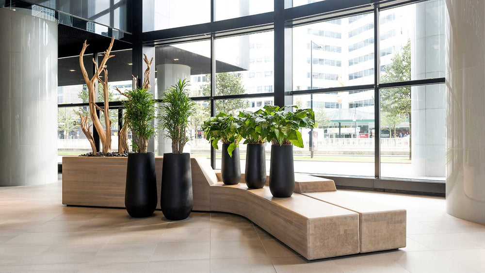 Office Plant Maintenance Solutions