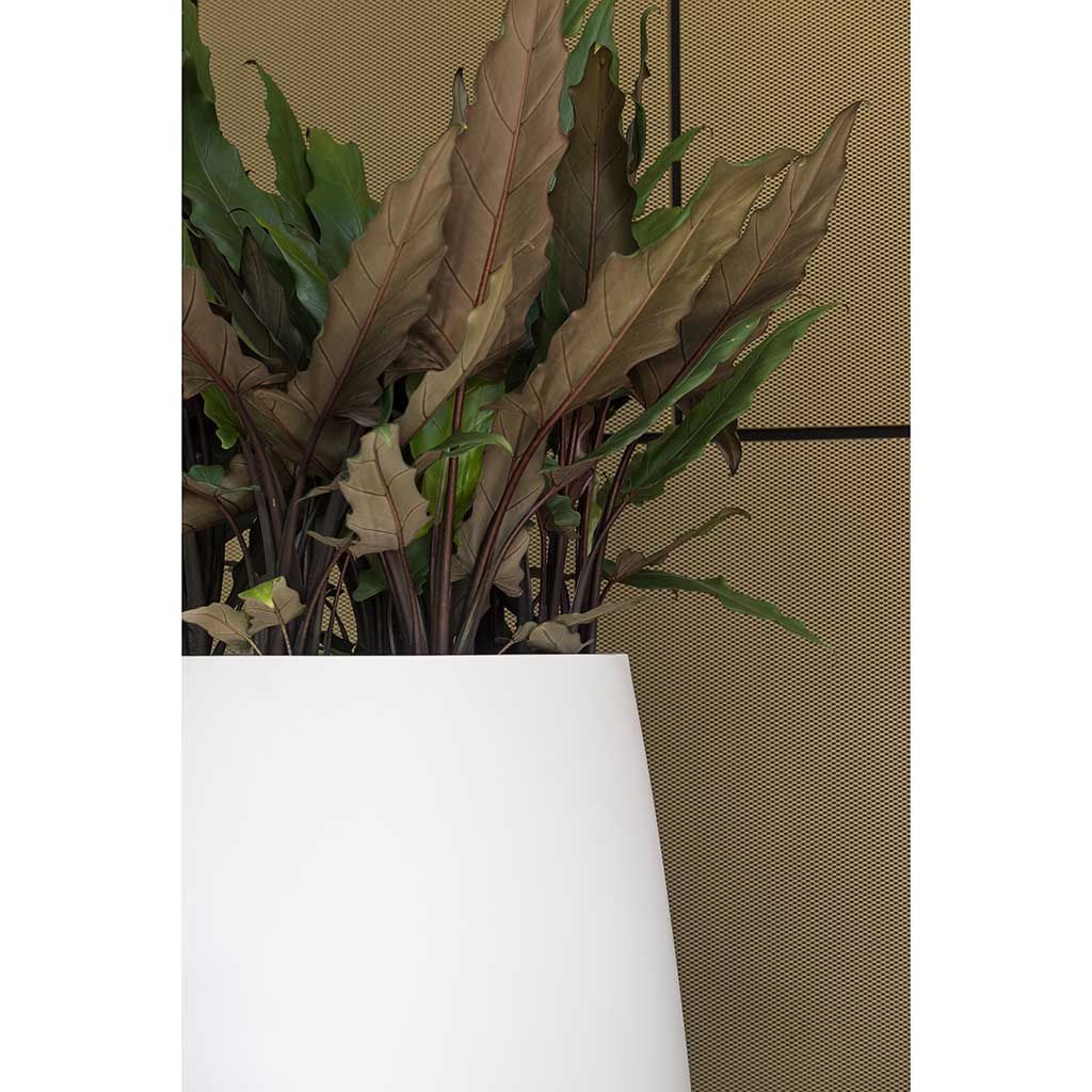 Pax Essentials Planter Matt White Quality Planters Hortology