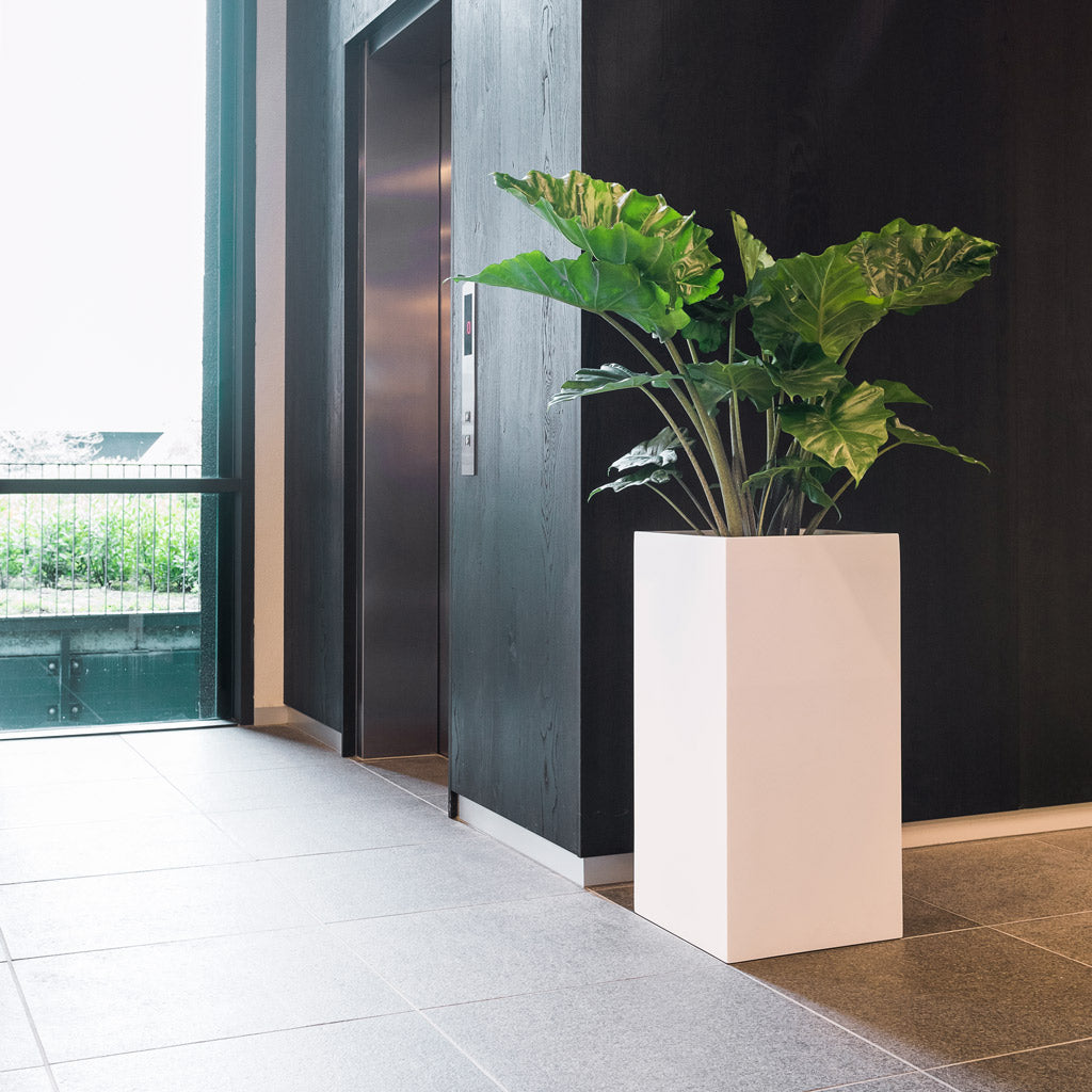 Bouvy Essentials Planter - Matt White & Alocasia By Lift