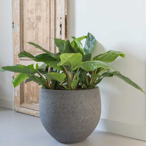 Cement & Stone Mini Orb Plant Pot - Granite Grey & Philodendron