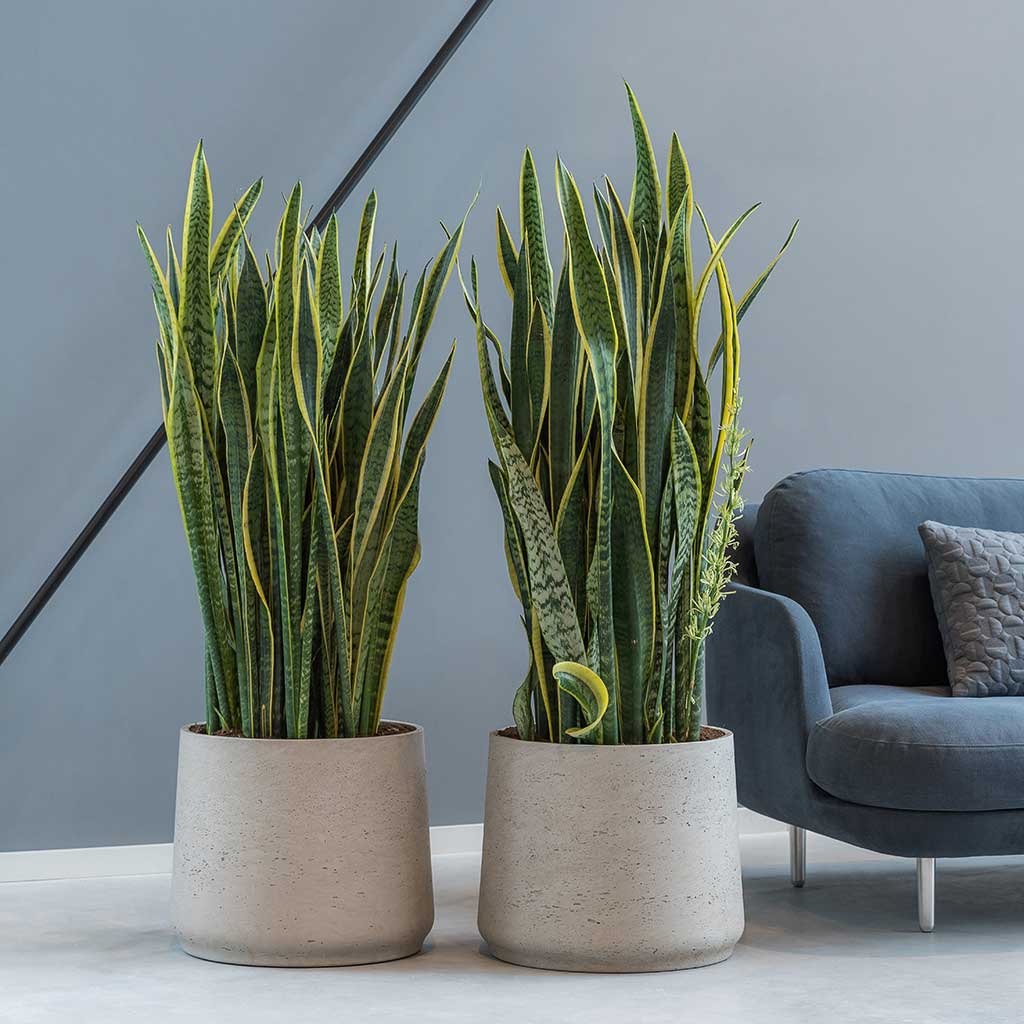 Rough Cement Stone Planters