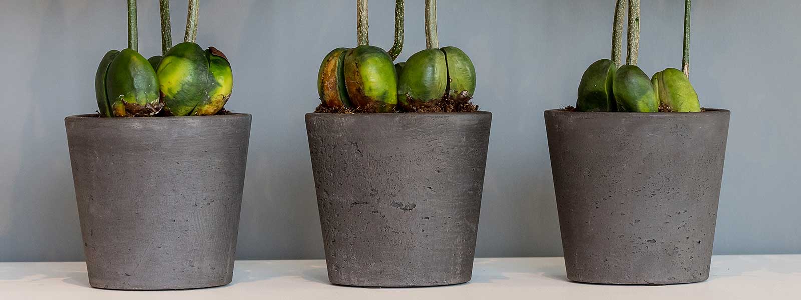 The Rough Planters & Plant Pot Collection