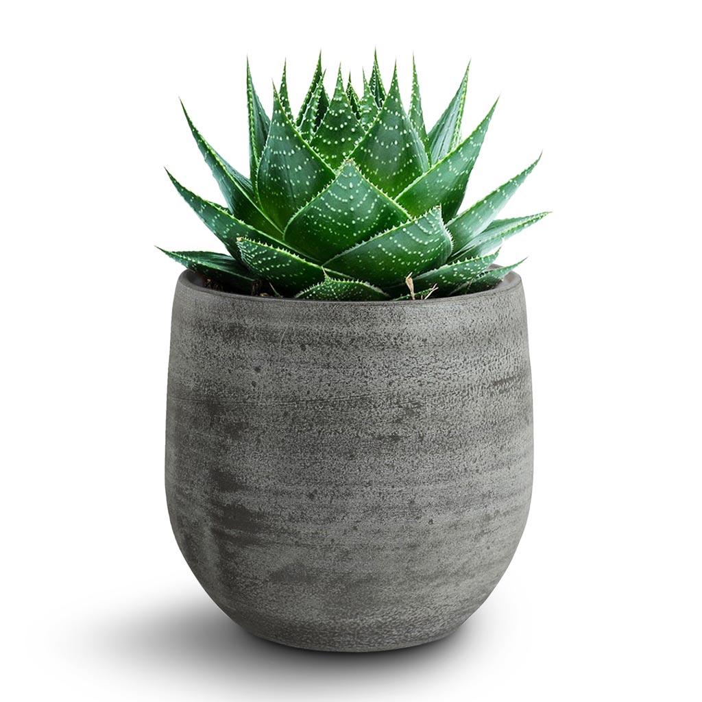 Esra Plant Pot - Mystic Grey & Aloe