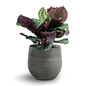 Esra Plant Pot - Mystic Grey & Roseopicta