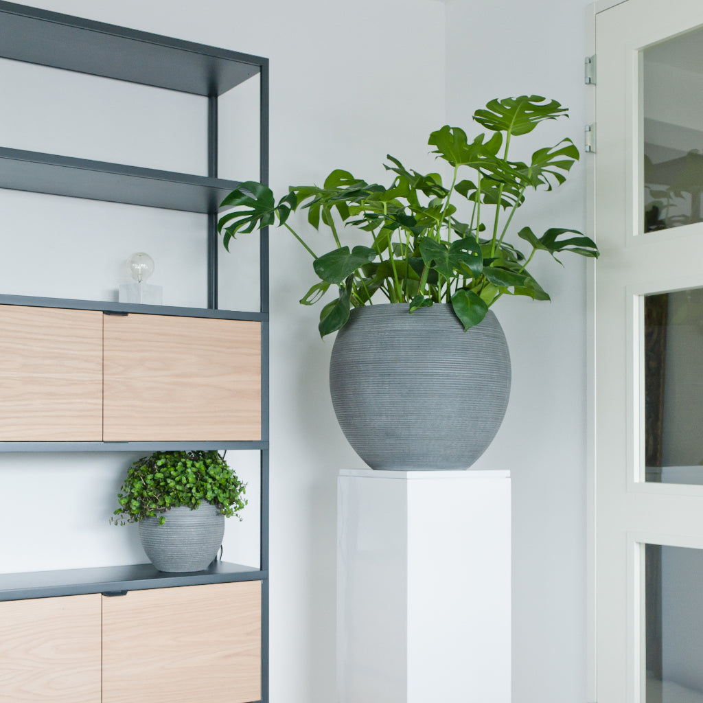 Abby Ball Plant Pot - Ridged Cement & Houseplant Shelves