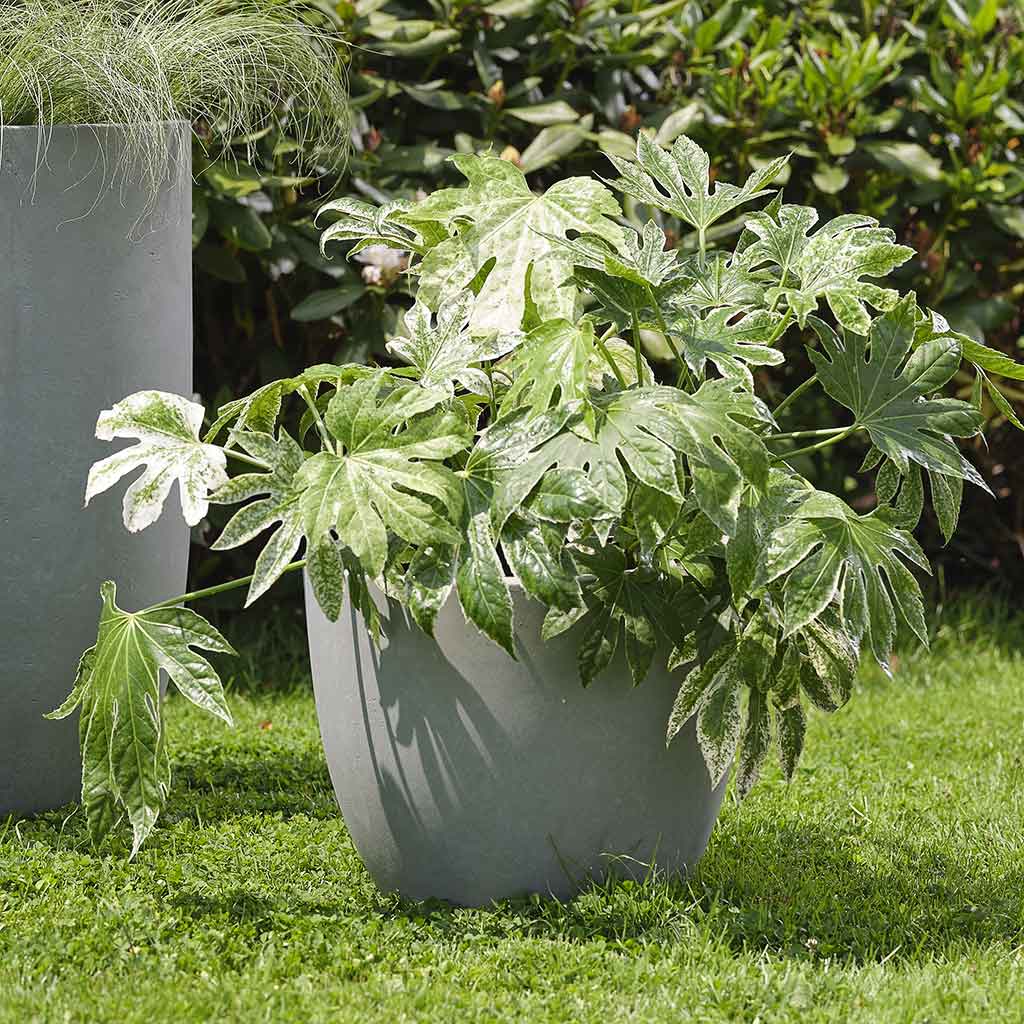 Ace Planters Set of 5 Grey with Plants Lifestyle