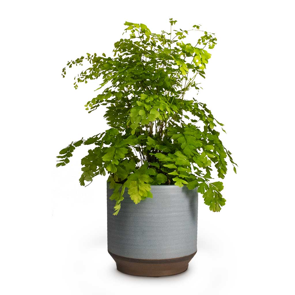 Adiantum Fragrans Delta Maidenhair Fern & Plant Pot Suze Blue