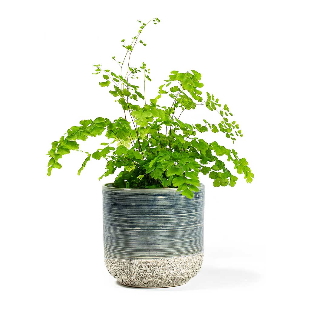 Adiantum 2024 raddianum care