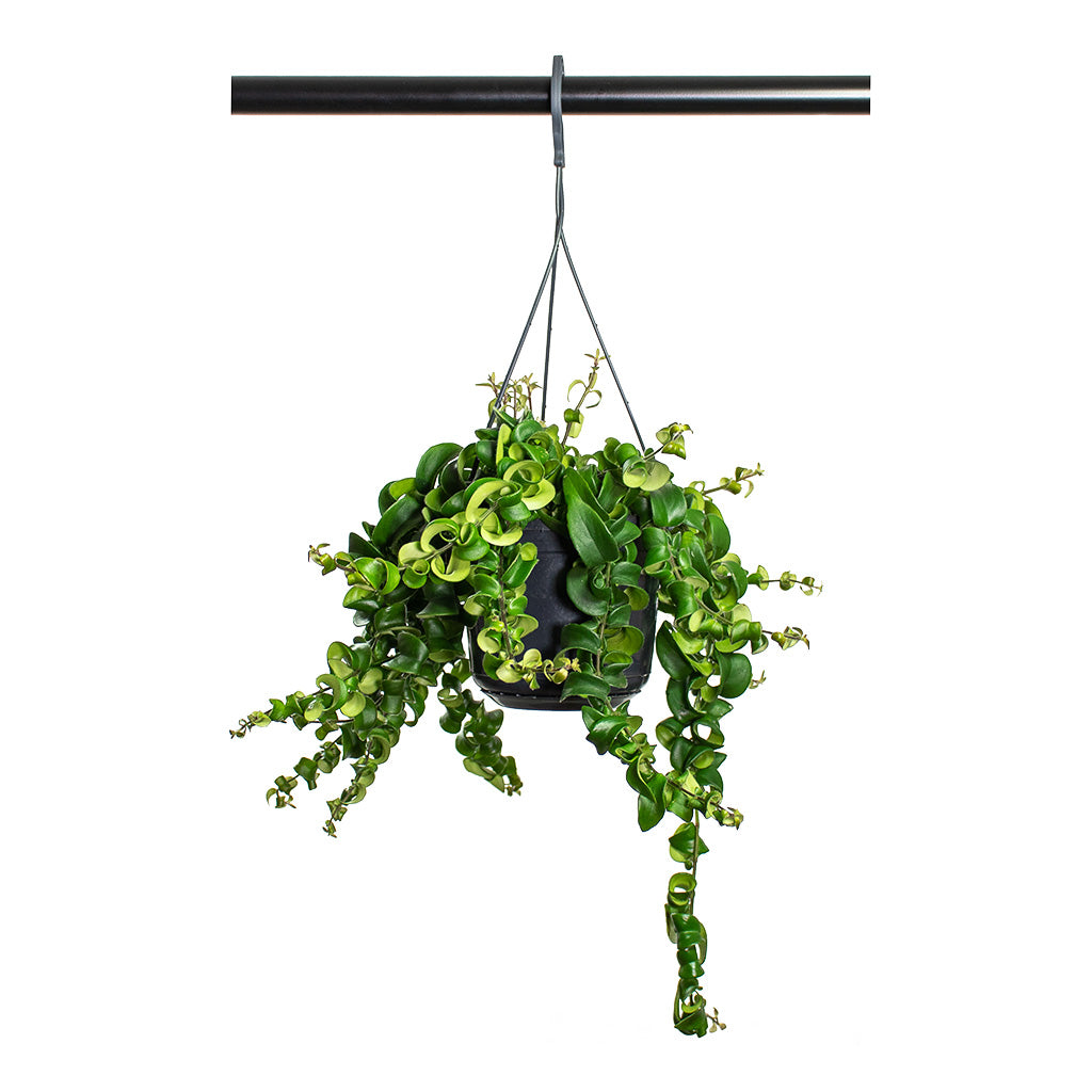 Aeschynanthus Rasta Lipstick Plant