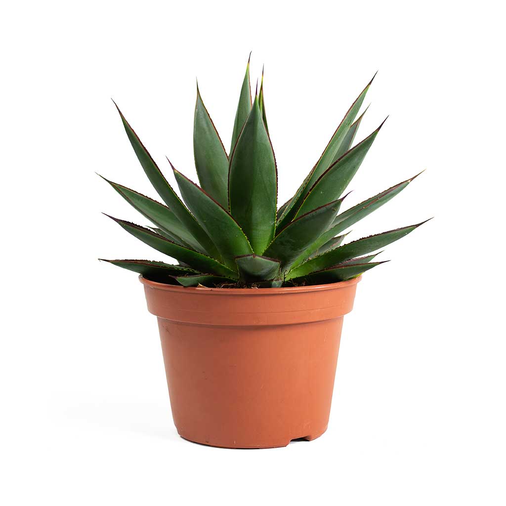 Agave Shaka Zulu - Quality Houseplants | Hortology - HORTOLOGY