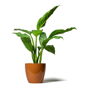 Aglaonema B.J. Freedman Chinese Evergreen & Sven Plant Pot Mandarin