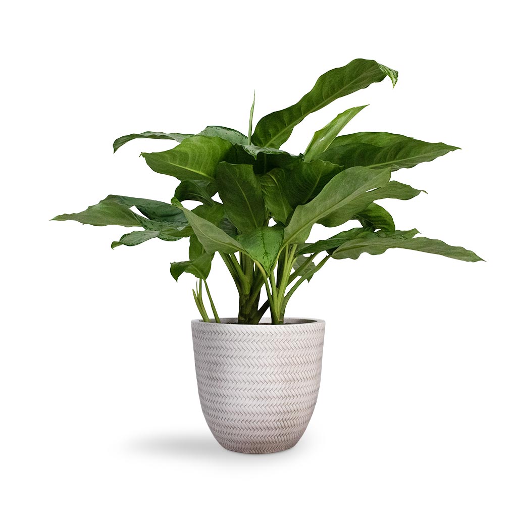 Aglaonema B.J. Freedman - Chinese Evergreen Houseplant & Angle Couple Plant Pot - White