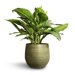 Lydia Plant Pot - Shiny Green & Aglaonema BJ Freedman