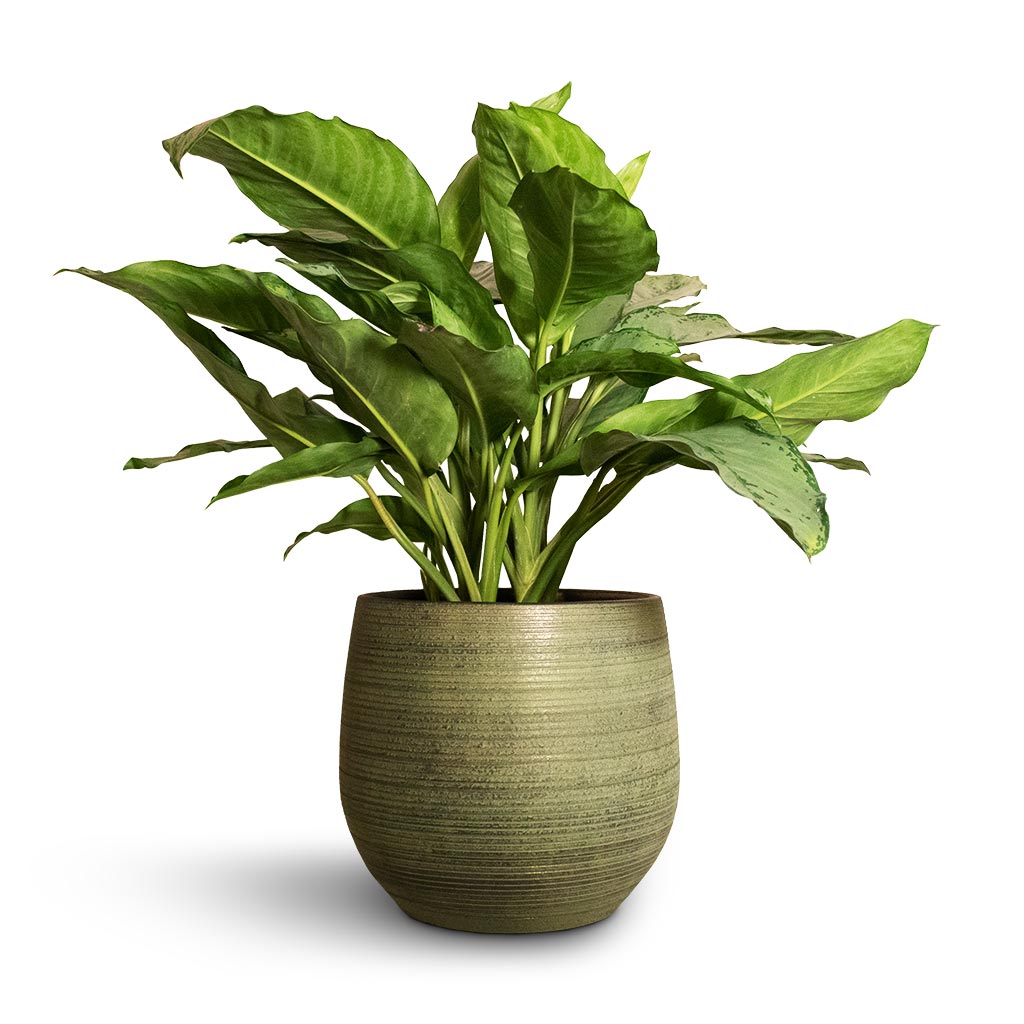 Aglaonema B.J. Freedman - Chinese Evergreen &amp; Lydia Plant pot Shiny Green