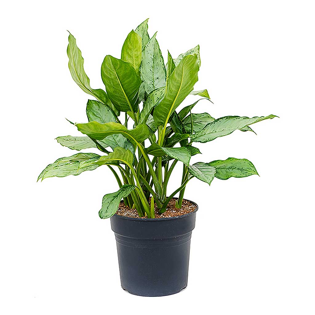 Aglaonema BJ Freedman Houseplant - Chinese Evergreen - Large