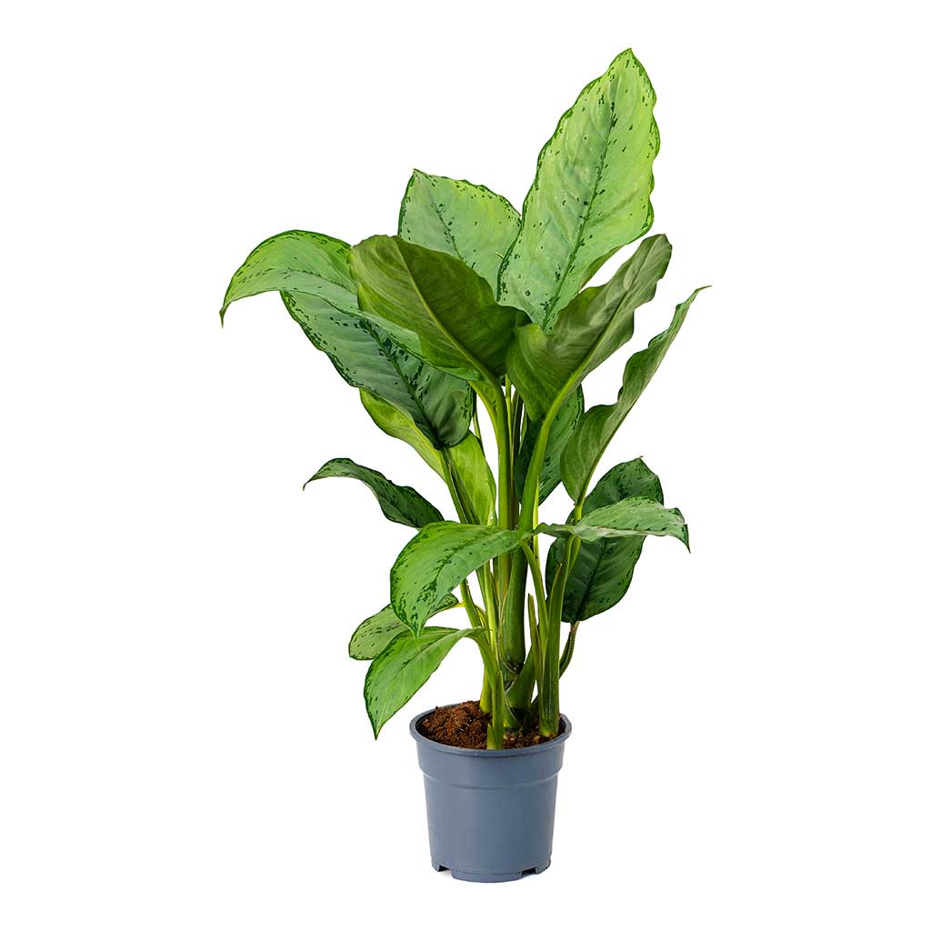 Aglaonema BJ Freedman Houseplant - Chinese Evergreen - Small