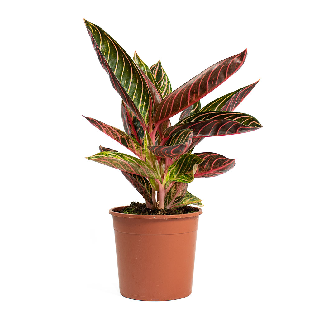chocolate aglaonema Aglaonema Chocolate - Chinese Evergreen Indoor Plants | Hortology