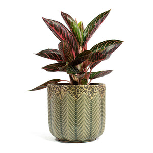 Aglaonema Chocolate Chinese Evergreen with Cecil Plant Pot Taupe