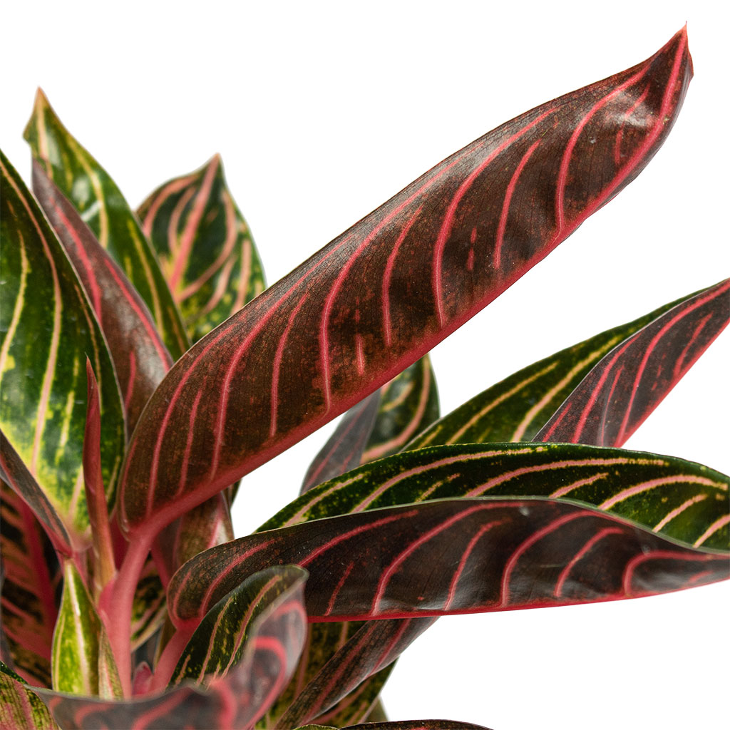 Aglaonema Chocolate Chinese Evergreen Close-Up
