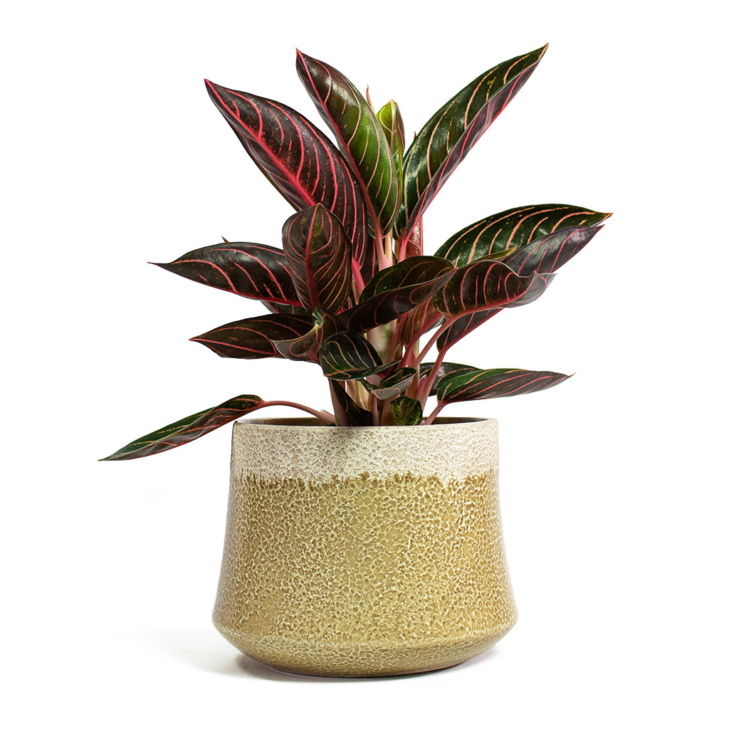 Aglaonema Chocolate Chinese Evergreen with Jorrit Plant Pot Camel