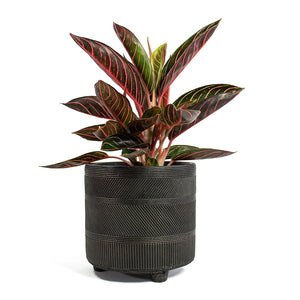 Aglaonema Chocolate Chinese Evergreen with Nola Plant Pot Shiny Brown