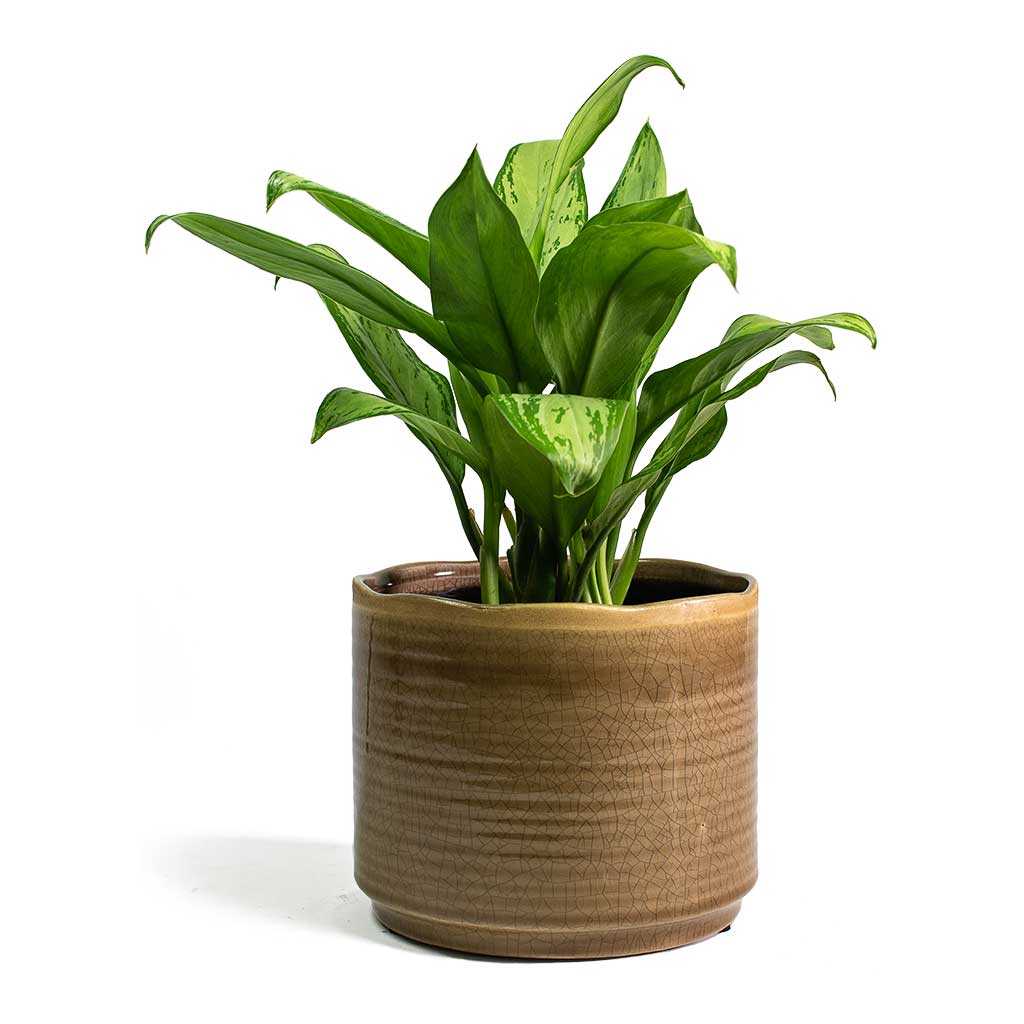 Aglaonema Christina - Chinese Evergreen & Jordy Plant Pot Pebble