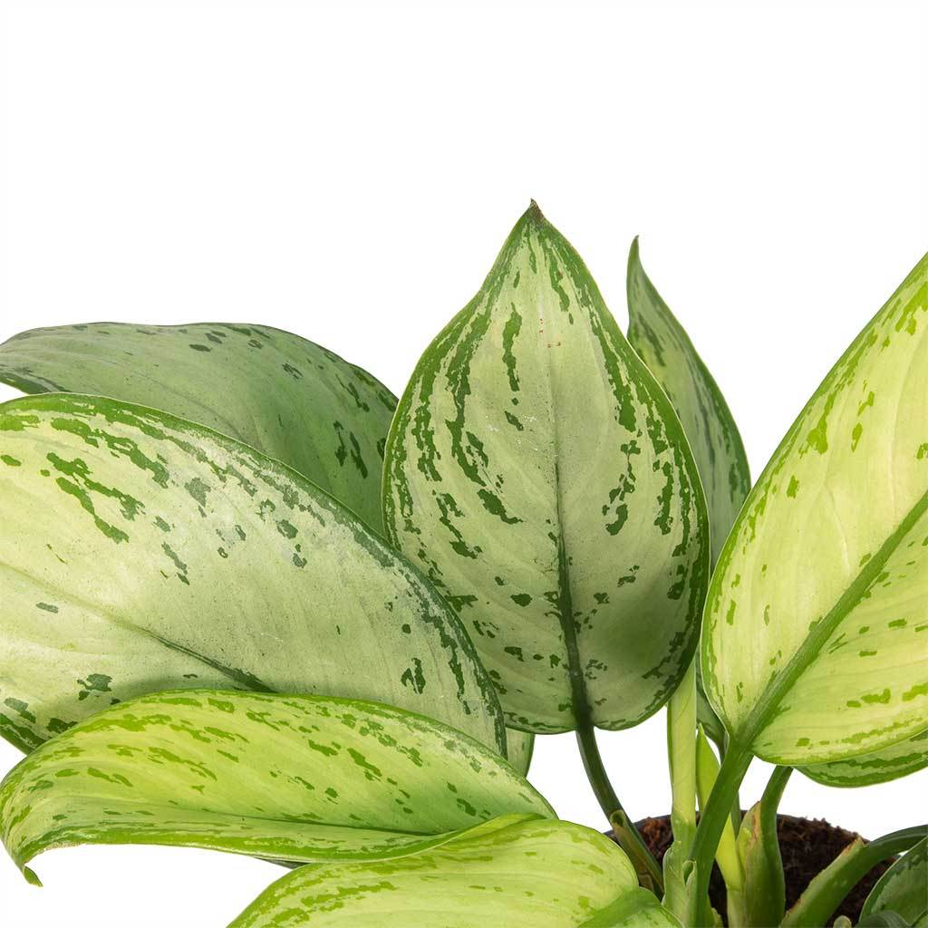 Aglaonema Christina - Chinese Evergreen & Puk Planter - Matt White