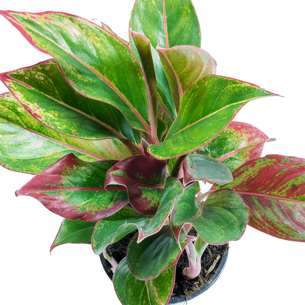 Aglaonema Crete - Chinese Evergreen Leaves