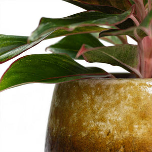 Aglaonema Crete Chinese Evergreen with Lindy Plant Pot Ochre Close-Up